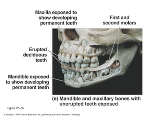 Figure 25.7e
Copyright © 2009 Pearson Education, Inc., publishing as Pearson Benjamin Cummings

 