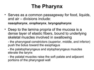 The Pharynx
• Serves as a common passageway for food, liquids,
and air – divisions include:
nasopharynx, oropharynx, laryngopharynx

• Deep to the lamina propria of the mucosa is a
dense layer of elastic fibers, bound to underlying
skeletal muscles involved in swallowing
- the pharyngeal constrictors (superior, middle, and inferior)
push the bolus toward the esophagus
- the palatopharyngeus and stylopharyngeus muscles
elevate the larynx
- the palatal muscles raise the soft palate and adjacent
portions of the pharyngeal wall

 