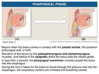Figure 25.8c, d

Copyright © 2009 Pearson Education, Inc., publishing as Pearson Benjamin Cummings

Begins when the bolus comes in contact with the palatal arches, the posterior
pharyngeal wall, or both
Elevation of the larynx by the palatopharyngeus and stylopharyngeus
muscles, and folding of the epiglottis direct the bolus past the closed glottis
In less than a second, the pharyngeal constrictor muscles propel the bolus
into the esophagus
During the time it takes for the bolus to travel through the pharynx and into the
esophagus, the respiratory centers are inhibited and breathing ceases

 