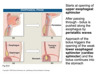 Starts at opening of
upper esophageal
sphincter
After passing
through - bolus is
pushed along the
esophagus by
peristaltic waves

Fig 25.8
Copyright © 2009 Pearson Education, Inc., publishing as Pearson Benjamin Cummings

Approach of the
bolus triggers the
opening of the weak
lower esophageal
sphincter (cardiac
sphincter) and the
bolus continues into
the stomach

 