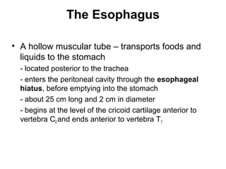 The Esophagus
• A hollow muscular tube – transports foods and
liquids to the stomach
- located posterior to the trachea
- enters the peritoneal cavity through the esophageal
hiatus, before emptying into the stomach
- about 25 cm long and 2 cm in diameter
- begins at the level of the cricoid cartilage anterior to
vertebra C6 and ends anterior to vertebra T7

 