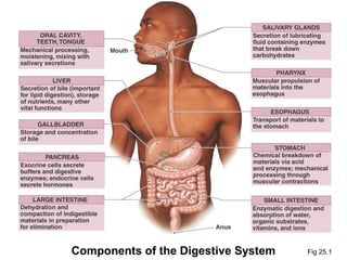 Components of the Digestive System

Fig 25.1

 