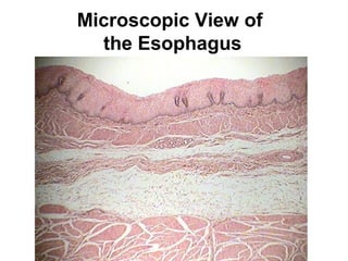 Microscopic View of
the Esophagus

 