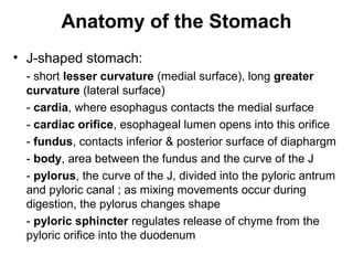 Anatomy of the Stomach
• J-shaped stomach:
- short lesser curvature (medial surface), long greater
curvature (lateral surface)
- cardia, where esophagus contacts the medial surface
- cardiac orifice, esophageal lumen opens into this orifice
- fundus, contacts inferior & posterior surface of diaphargm
- body, area between the fundus and the curve of the J
- pylorus, the curve of the J, divided into the pyloric antrum
and pyloric canal ; as mixing movements occur during
digestion, the pylorus changes shape
- pyloric sphincter regulates release of chyme from the
pyloric orifice into the duodenum

 