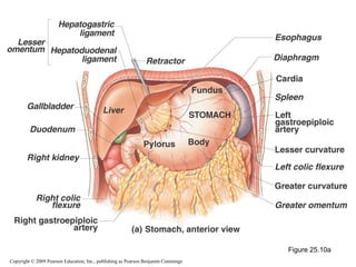 Figure 25.10a
Copyright © 2009 Pearson Education, Inc., publishing as Pearson Benjamin Cummings

 