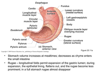 Copyright © 2009 Pearson Education, Inc., publishing as Pearson Benjamin Cummings

•
•

Figure 25.11a

Stomach volume increases at mealtimes; decreases as chyme enters
the small intestine
Rugae – longitudinal folds permit expansion of the gastric lumen; during
expansion, the epithelial lining, flattens out, and the rugae become less
prominent; in a full stomach rugae almost disappear

 