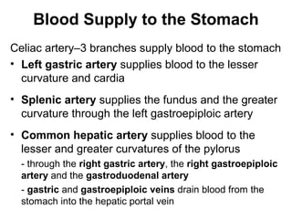 Blood Supply to the Stomach
Celiac artery–3 branches supply blood to the stomach
• Left gastric artery supplies blood to the lesser
curvature and cardia
• Splenic artery supplies the fundus and the greater
curvature through the left gastroepiploic artery
• Common hepatic artery supplies blood to the
lesser and greater curvatures of the pylorus
- through the right gastric artery, the right gastroepiploic
artery and the gastroduodenal artery
- gastric and gastroepiploic veins drain blood from the
stomach into the hepatic portal vein

 