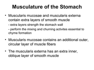 Musculature of the Stomach
• Muscularis mucosae and muscularis externa
contain extra layers of smooth muscle
- extra layers strength the stomach wall
- perform the mixing and churning activites essential to
chyme formation

• Muscularis mucosae contains an additional outer,
circular layer of muscle fibers
• The muscularis externa has an extra inner,
oblique layer of smooth muscle

 