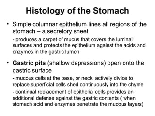 Histology of the Stomach
• Simple columnar epithelium lines all regions of the
stomach – a secretory sheet
- produces a carpet of mucus that covers the luminal
surfaces and protects the epithelium against the acids and
enzymes in the gastric lumen

• Gastric pits (shallow depressions) open onto the
gastric surface
- mucous cells at the base, or neck, actively divide to
replace superficial cells shed continuously into the chyme
- continual replacement of epithelial cells provides an
additional defense against the gastric contents ( when
stomach acid and enzymes penetrate the mucous layers)

 