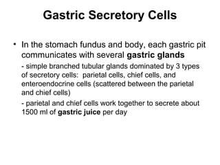 Gastric Secretory Cells
• In the stomach fundus and body, each gastric pit
communicates with several gastric glands
- simple branched tubular glands dominated by 3 types
of secretory cells: parietal cells, chief cells, and
enteroendocrine cells (scattered between the parietal
and chief cells)
- parietal and chief cells work together to secrete about
1500 ml of gastric juice per day

 