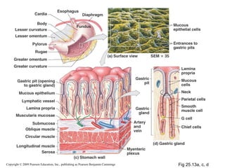 Copyright © 2009 Pearson Education, Inc., publishing as Pearson Benjamin Cummings

Fig 25.13a, c, d

 