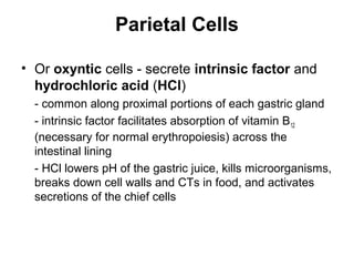 Parietal Cells
• Or oxyntic cells - secrete intrinsic factor and
hydrochloric acid (HCl)
- common along proximal portions of each gastric gland
- intrinsic factor facilitates absorption of vitamin B12
(necessary for normal erythropoiesis) across the
intestinal lining
- HCl lowers pH of the gastric juice, kills microorganisms,
breaks down cell walls and CTs in food, and activates
secretions of the chief cells

 