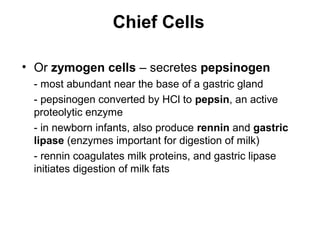 Chief Cells
• Or zymogen cells – secretes pepsinogen
- most abundant near the base of a gastric gland
- pepsinogen converted by HCl to pepsin, an active
proteolytic enzyme
- in newborn infants, also produce rennin and gastric
lipase (enzymes important for digestion of milk)
- rennin coagulates milk proteins, and gastric lipase
initiates digestion of milk fats

 