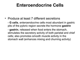 Enteroendocrine Cells
• Produce at least 7 different secretions
- G cells, enteroendocrine cells most abundant in gastric
pits of the pyloric region secrete the hormone gastrin
- gastrin, released when food enters the stomach,
stimulates the secretory activity of both parietal and chief
cells; also promotes smooth muscle activity in the
stomach wall (enhances mixing and churning activity)

 