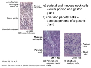 e) parietal and mucous neck cells
– outer portion of a gastric
gland
f) chief and parietal cells –
deepest portions of a gastric
gland

Figure 25.13b, e, f
Copyright © 2009 Pearson Education, Inc., publishing as Pearson Benjamin Cummings

 