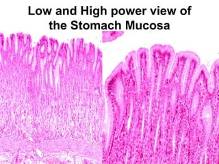 Low and High power view of
the Stomach Mucosa

 