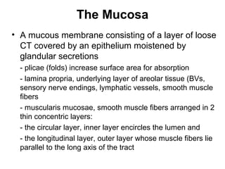 The Mucosa
• A mucous membrane consisting of a layer of loose
CT covered by an epithelium moistened by
glandular secretions
- plicae (folds) increase surface area for absorption
- lamina propria, underlying layer of areolar tissue (BVs,
sensory nerve endings, lymphatic vessels, smooth muscle
fibers
- muscularis mucosae, smooth muscle fibers arranged in 2
thin concentric layers:
- the circular layer, inner layer encircles the lumen and
- the longitudinal layer, outer layer whose muscle fibers lie
parallel to the long axis of the tract

 