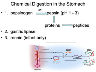 Chemical Digestion in the Stomach
• 1. pepsinogen

HCl

pepsin (pH 1 - 3)
proteins

• 2. gastric lipase
• 3. rennin (infant only)

peptides

 