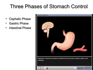 Three Phases of Stomach Control
•
•
•

Cephalic Phase
Gastric Phase
Intestinal Phase

 