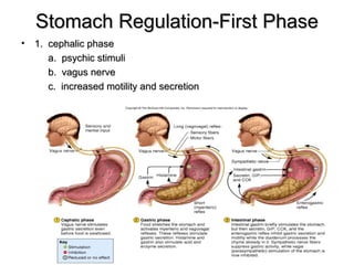 Stomach Regulation-First Phase
•

1. cephalic phase
a. psychic stimuli
b. vagus nerve
c. increased motility and secretion

 