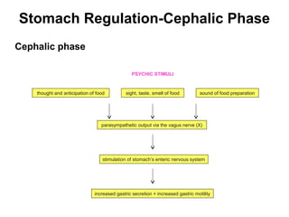 Stomach Regulation-Cephalic Phase
Cephalic phase
PSYCHIC STIMULI

thought and anticipation of food

sight, taste, smell of food

sound of food preparation

parasympathetic output via the vagus nerve (X)

stimulation of stomach’s enteric nervous system

increased gastric secretion + increased gastric motility

 