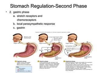 Stomach Regulation-Second Phase
•

2. gastric phase
a. stretch receptors and
chemoreceptors
b. local parasympathetic response
c. gastrin

 