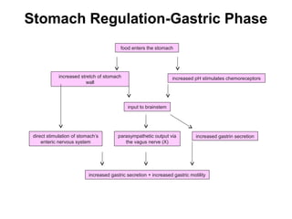 Stomach Regulation-Gastric Phase
food enters the stomach

increased stretch of stomach
wall

increased pH stimulates chemoreceptors

input to brainstem

direct stimulation of stomach’s
enteric nervous system

parasympathetic output via
the vagus nerve (X)

increased gastrin secretion

increased gastric secretion + increased gastric motility

 
