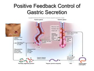 Positive Feedback Control of
Gastric Secretion

 