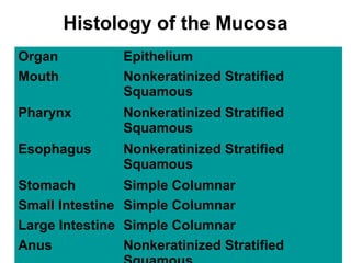 Histology of the Mucosa
Organ
Mouth

Epithelium
Nonkeratinized Stratified
Squamous

Pharynx

Nonkeratinized Stratified
Squamous

Esophagus

Nonkeratinized Stratified
Squamous

Stomach
Small Intestine
Large Intestine
Anus

Simple Columnar
Simple Columnar
Simple Columnar
Nonkeratinized Stratified

 