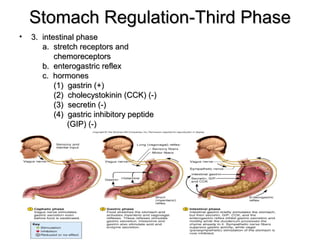 Stomach Regulation-Third Phase
•

3. intestinal phase
a. stretch receptors and
chemoreceptors
b. enterogastric reflex
c. hormones
(1) gastrin (+)
(2) cholecystokinin (CCK) (-)
(3) secretin (-)
(4) gastric inhibitory peptide
(GIP) (-)

 