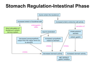 Stomach Regulation-Intestinal Phase
chyme enters the duodenum

increased stretch of duodenal wall

increased enteric endocrine cell activity

enterogastric
reflex

direct stimulation of
duodenum’s enteric
nervous system

secretion of
cholecystokinin
secretin

input to brainstem

decreased parasympathetic
output from the vagus nerve (X)
to stomach

inhibits

inhibits

enteric gastrin

increased sympathetic
output to stomach
inhibits

decreased stomach activity

increased stomach activity

NET EFFECT
gastric inhibition

 