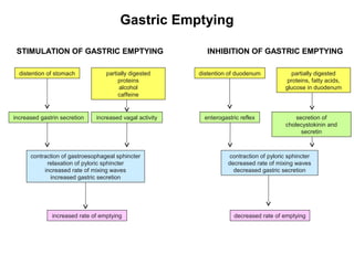 Gastric Emptying
STIMULATION OF GASTRIC EMPTYING

INHIBITION OF GASTRIC EMPTYING

distention of stomach

partially digested
proteins
alcohol
caffeine

distention of duodenum

increased gastrin secretion

increased vagal activity

enterogastric reflex

partially digested
proteins, fatty acids,
glucose in duodenum

secretion of
cholecystokinin and
secretin

contraction of gastroesophageal sphincter
relaxation of pyloric sphincter
increased rate of mixing waves
increased gastric secretion

contraction of pyloric sphincter
decreased rate of mixing waves
decreased gastric secretion

increased rate of emptying

decreased rate of emptying

 