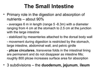 The Small Intestine
• Primary role in the digestion and absorption of
nutrients – about 90%
- averages 6 m in length (range 5 -8.3m) with a diameter
ranging from 4 cm at the stomach to 2.5 cm at the junction
with the large intestine
- stabilized by mesenteries attached to the dorsal body wall
- movement during digestion is restricted by the stomach,
large intestine, abdominal wall, and pelvic girdle
- plicae circulares, transverse folds in the intestinal lining
are permanent and do not disappear as intestine fills;
roughly 800 plicae increases surface area for absorption

• 3 subdivisions – the duodenum, jejunum, ileum

 