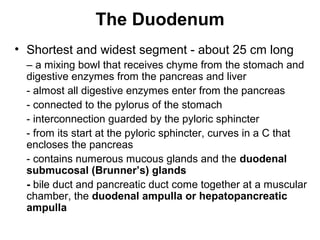 The Duodenum
• Shortest and widest segment - about 25 cm long
– a mixing bowl that receives chyme from the stomach and
digestive enzymes from the pancreas and liver
- almost all digestive enzymes enter from the pancreas
- connected to the pylorus of the stomach
- interconnection guarded by the pyloric sphincter
- from its start at the pyloric sphincter, curves in a C that
encloses the pancreas
- contains numerous mucous glands and the duodenal
submucosal (Brunner’s) glands
- bile duct and pancreatic duct come together at a muscular
chamber, the duodenal ampulla or hepatopancreatic
ampulla

 