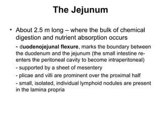 The Jejunum
• About 2.5 m long – where the bulk of chemical
digestion and nutrient absorption occurs
- duodenojejunal flexure, marks the boundary between
the duodenum and the jejunum (the small intestine reenters the peritoneal cavity to become intraperitoneal)
- supported by a sheet of mesentery
- plicae and villi are prominent over the proximal half
- small, isolated, individual lymphoid nodules are present
in the lamina propria

 