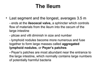 The Ileum
• Last segment and the longest, averages 3.5 m
- ends at the ileocecal valve, a sphincter which controls
flow of materials from the ileum into the cecum of the
large intestine
- plicae and villi diminish in size and number
- lymphoid nodules become more numerous and fuse
together to form large masses called aggregated
lymphoid nodules, or Peyer’s patches
- Peyer’s patches are most abundant near the entrance to
the large intestine, which normally contains large numbers
of potentially harmful bacteria

 