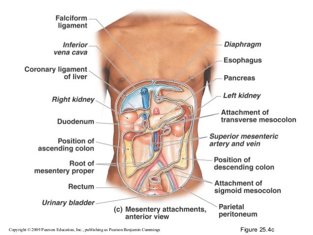 14. digestive system