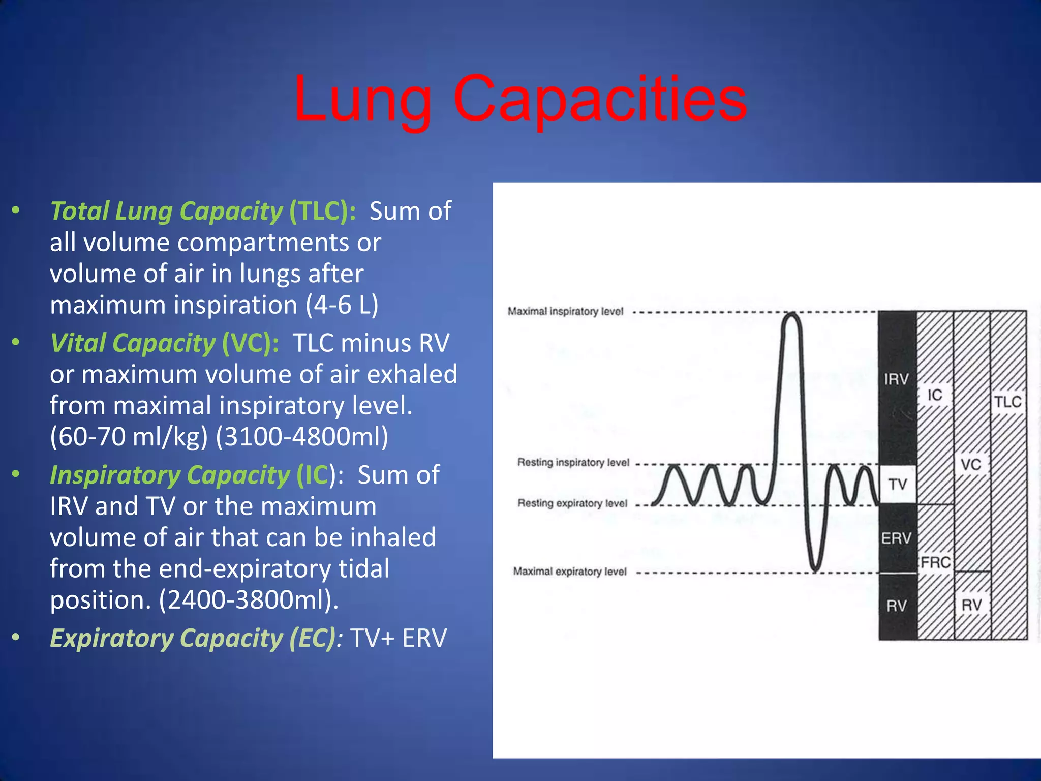 Lung Capacities
• Total Lung Capacity (TLC): Sum of
all volume compartments or
volume of air in lungs after
maximum inspiration (4-6 L)
• Vital Capacity (VC): TLC minus RV
or maximum volume of air exhaled
from maximal inspiratory level.
(60-70 ml/kg) (3100-4800ml)
• Inspiratory Capacity (IC): Sum of
IRV and TV or the maximum
volume of air that can be inhaled
from the end-expiratory tidal
position. (2400-3800ml).
• Expiratory Capacity (EC): TV+ ERV
 
