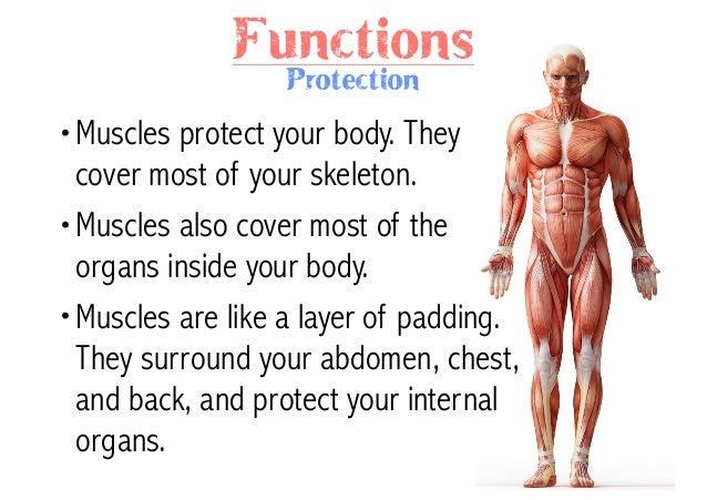 What Are The Functions Of The Muscular System 20