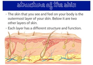 • The skin that you see and feel on your body is the
outermost layer of your skin. Below it are two
other layers of skin.
• Each layer has a different structure and function.
structure of the skin
 