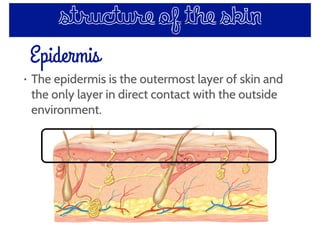 Epidermis
structure of the skin
• The epidermis is the outermost layer of skin and
the only layer in direct contact with the outside
environment.
 