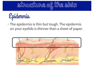 Epidermis
structure of the skin
• The epidermis is thin but tough. The epidermis
on your eyelids is thinner than a sheet of paper.
 