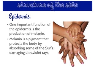 Epidermis
structure of the skin
• One important function of
the epidermis is the
production of melanin.
• Melanin is a pigment that
protects the body by
absorbing some of the Sun’s
damaging ultraviolet rays.
 