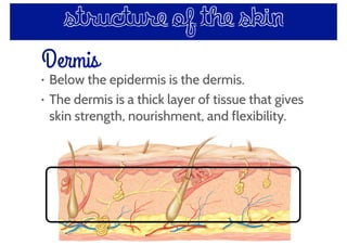 Dermis
structure of the skin
• Below the epidermis is the dermis.
• The dermis is a thick layer of tissue that gives
skin strength, nourishment, and flexibility.
 
