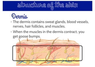 Dermis
structure of the skin
• The dermis contains sweat glands, blood vessels,
nerves, hair follicles, and muscles.
• When the muscles in the dermis contract, you
get goose bumps.
 