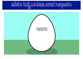 skin injuries and repair
 