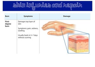 skin injuries and repair
 