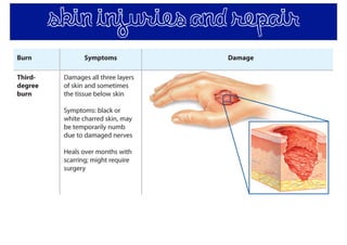 skin injuries and repair
 