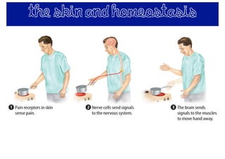 the skin and homeostasis
 