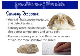 Sensory Response
• Your skin has sensory receptors
that detect texture.
• Sensory receptors in the skin
also detect temperature and sense pain.
• The more sensory receptors there are in an area
of skin, the more sensitive the skin is.
functions of the skin
 